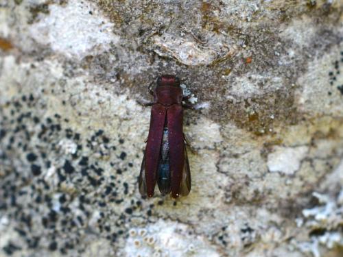 Réf. 358 720 : Agrilus sinuatus